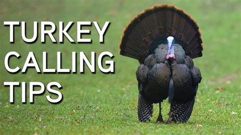 How to Use a Mouth Call Part 1. Team Primos. Being able to yelp, cut, purr, and create other turkey sounds with one call helps you remain stealthy and convincing to that ole long beard. Mouth calls are a great way to cover a …